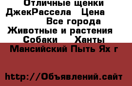 Отличные щенки ДжекРассела › Цена ­ 50 000 - Все города Животные и растения » Собаки   . Ханты-Мансийский,Пыть-Ях г.